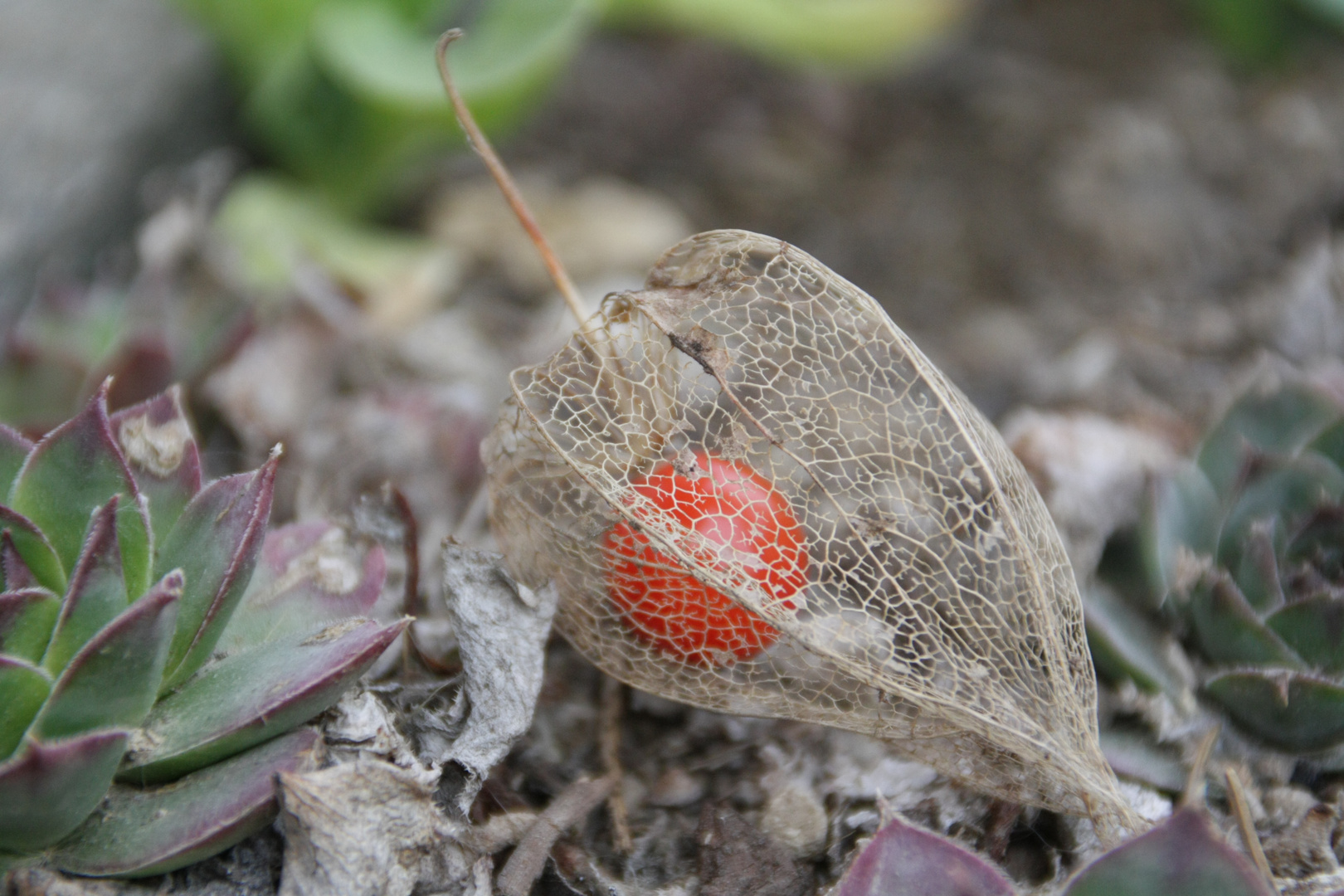 Physalis