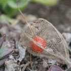 Physalis