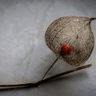 Physalis