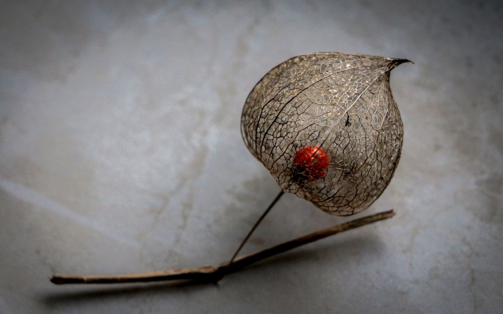 Physalis