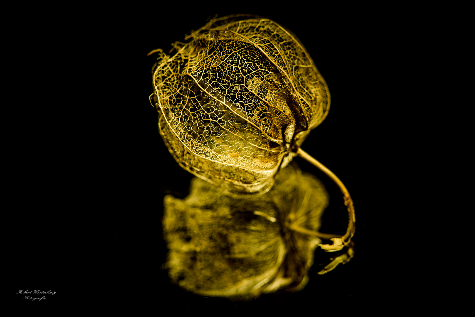 Physalis