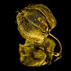 Physalis