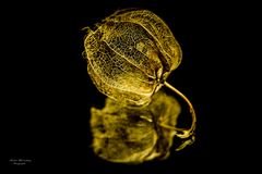 Physalis