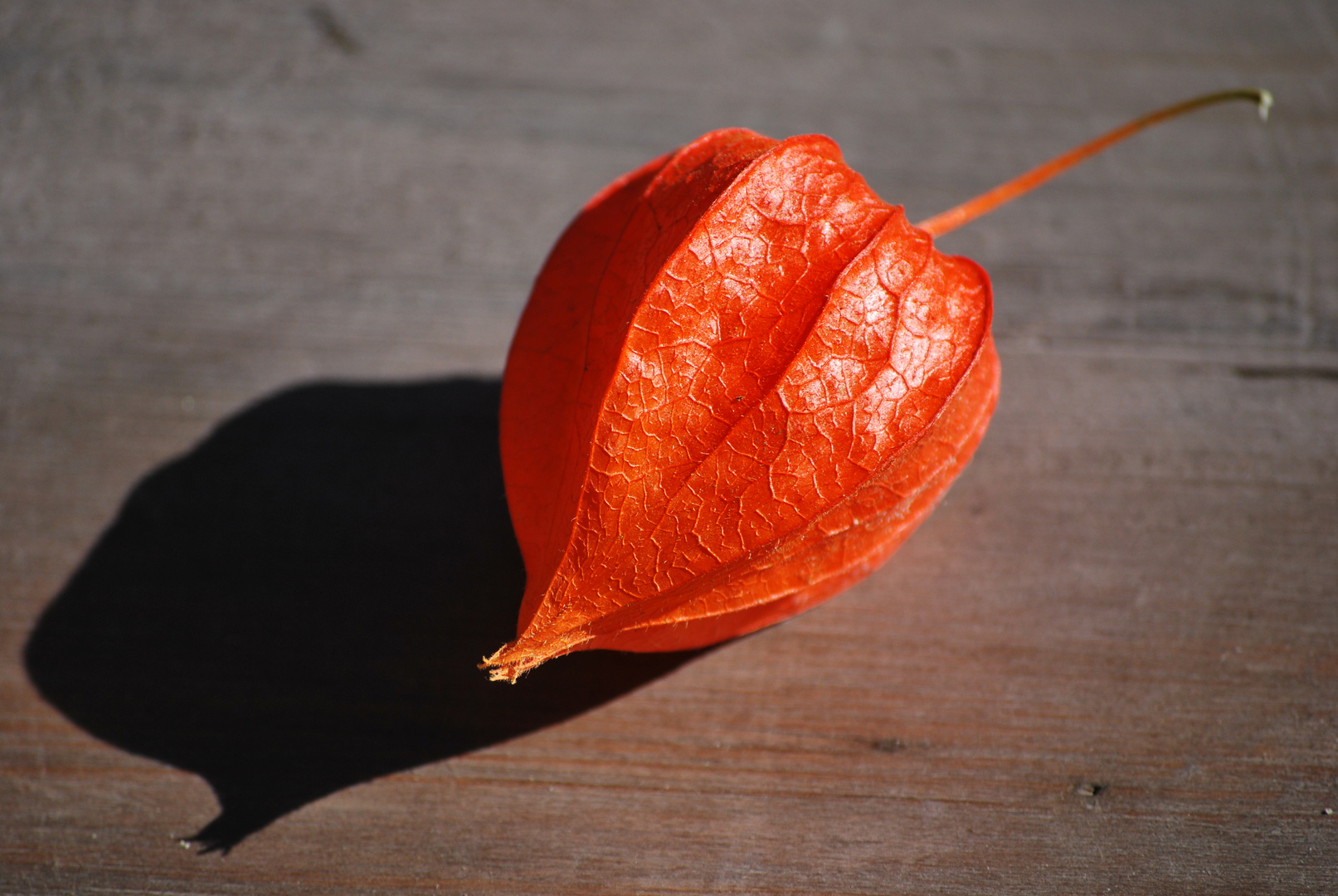 Physalis