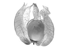 Physalis