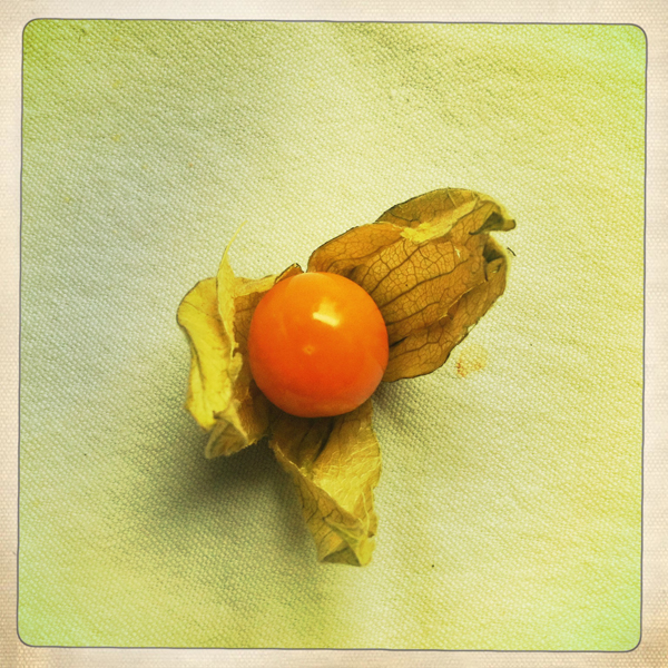 physalis