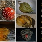 Physalis