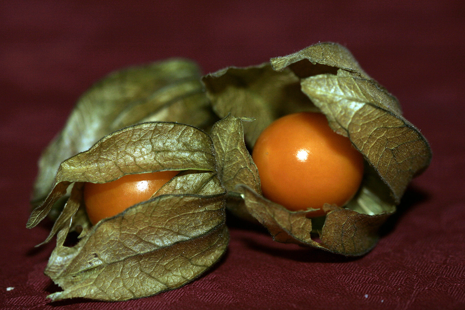 Physalis