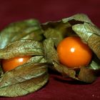 Physalis