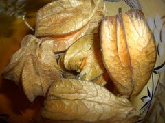 Physalis