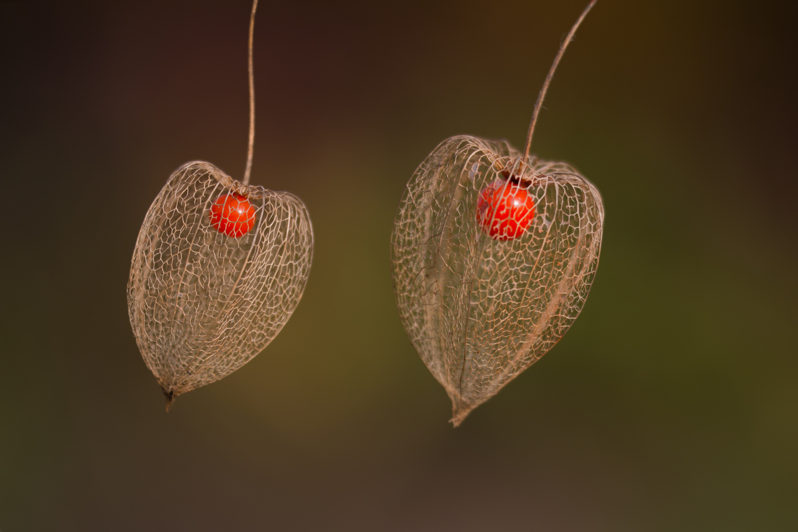 Physalis