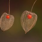 Physalis