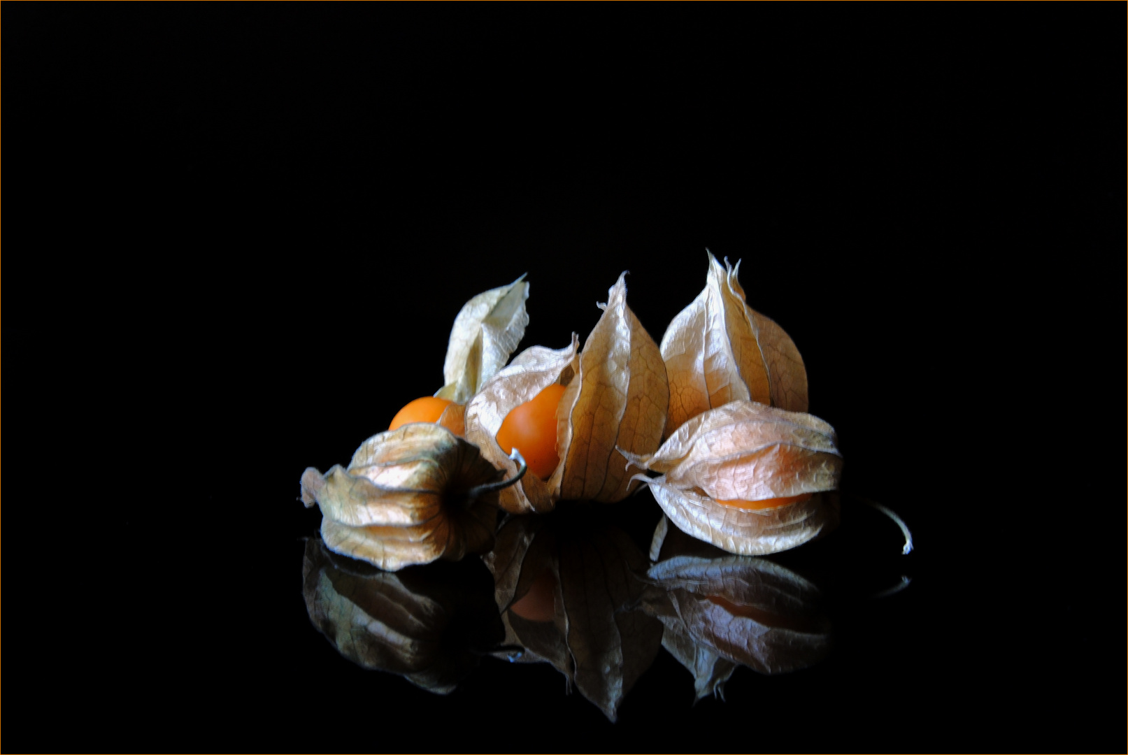 Physalis