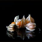 Physalis