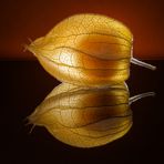 Physalis