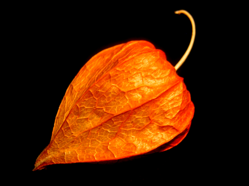 Physalis.