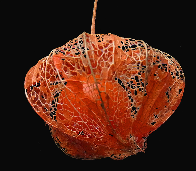 Physalis