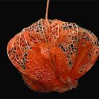 Physalis