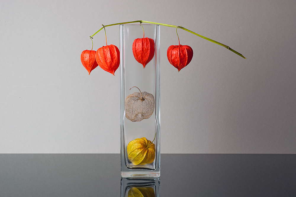 Physalis