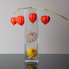 Physalis