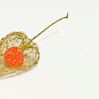 Physalis