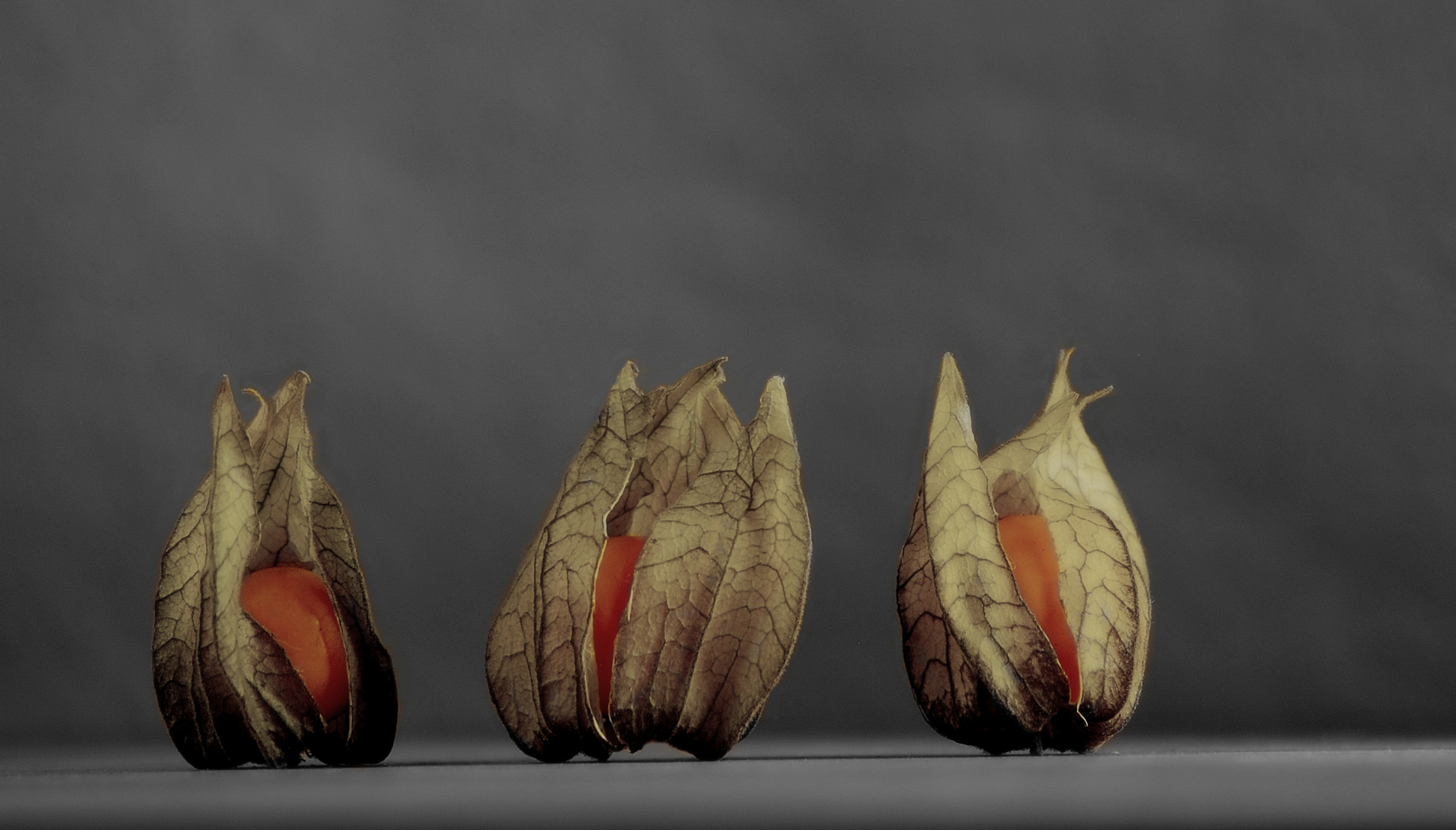 Physalis