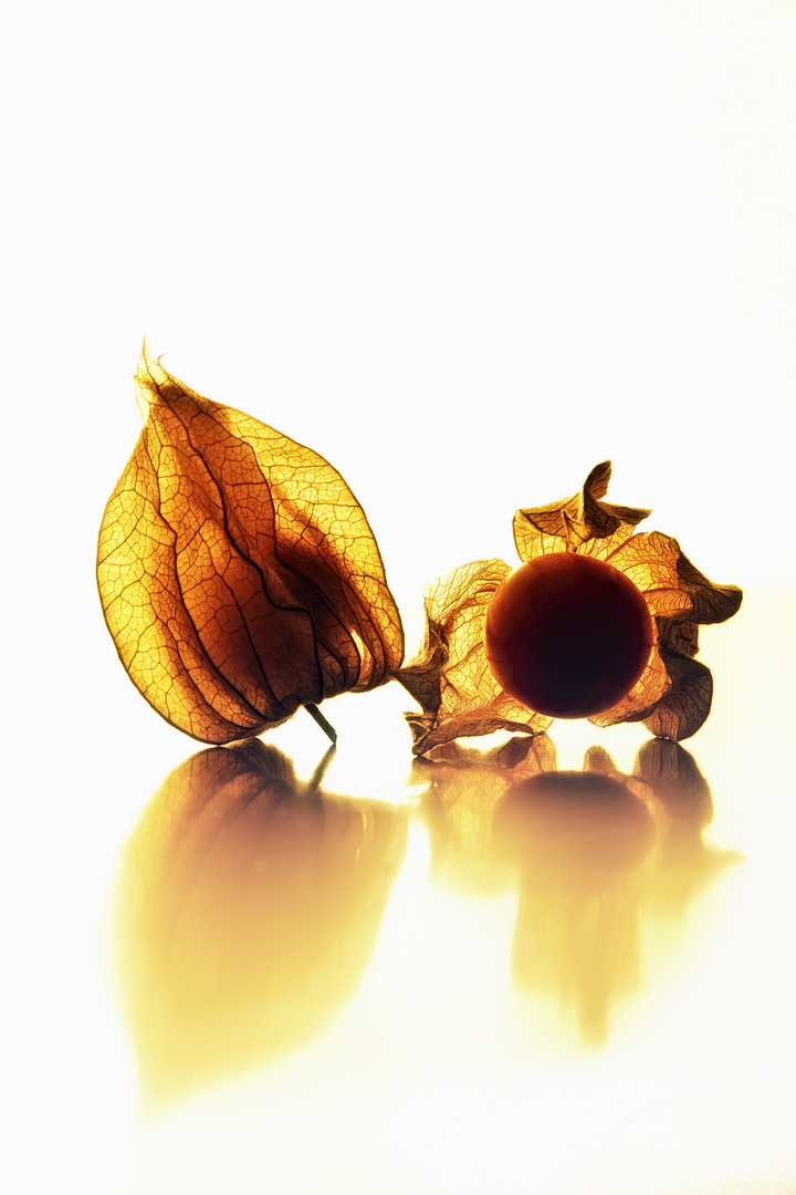 [physalis]