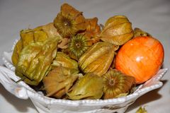 Physalis