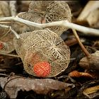 Physalis