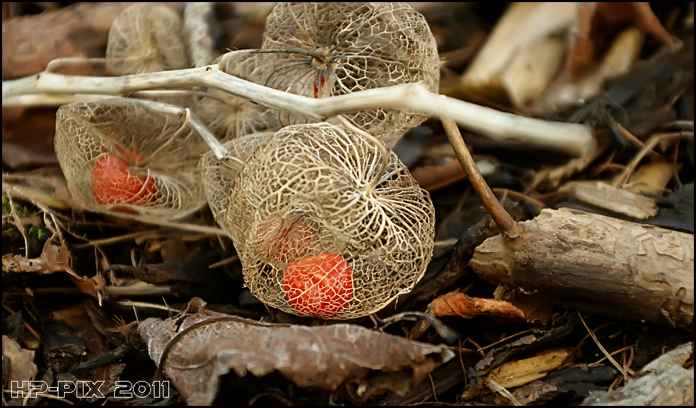 Physalis