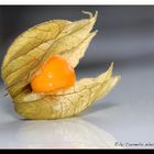 Physalis