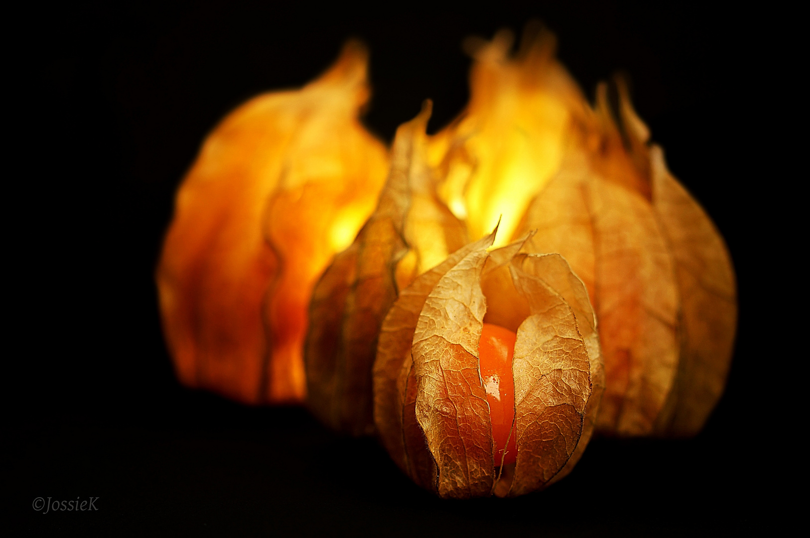 Physalis feuer