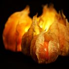 Physalis feuer