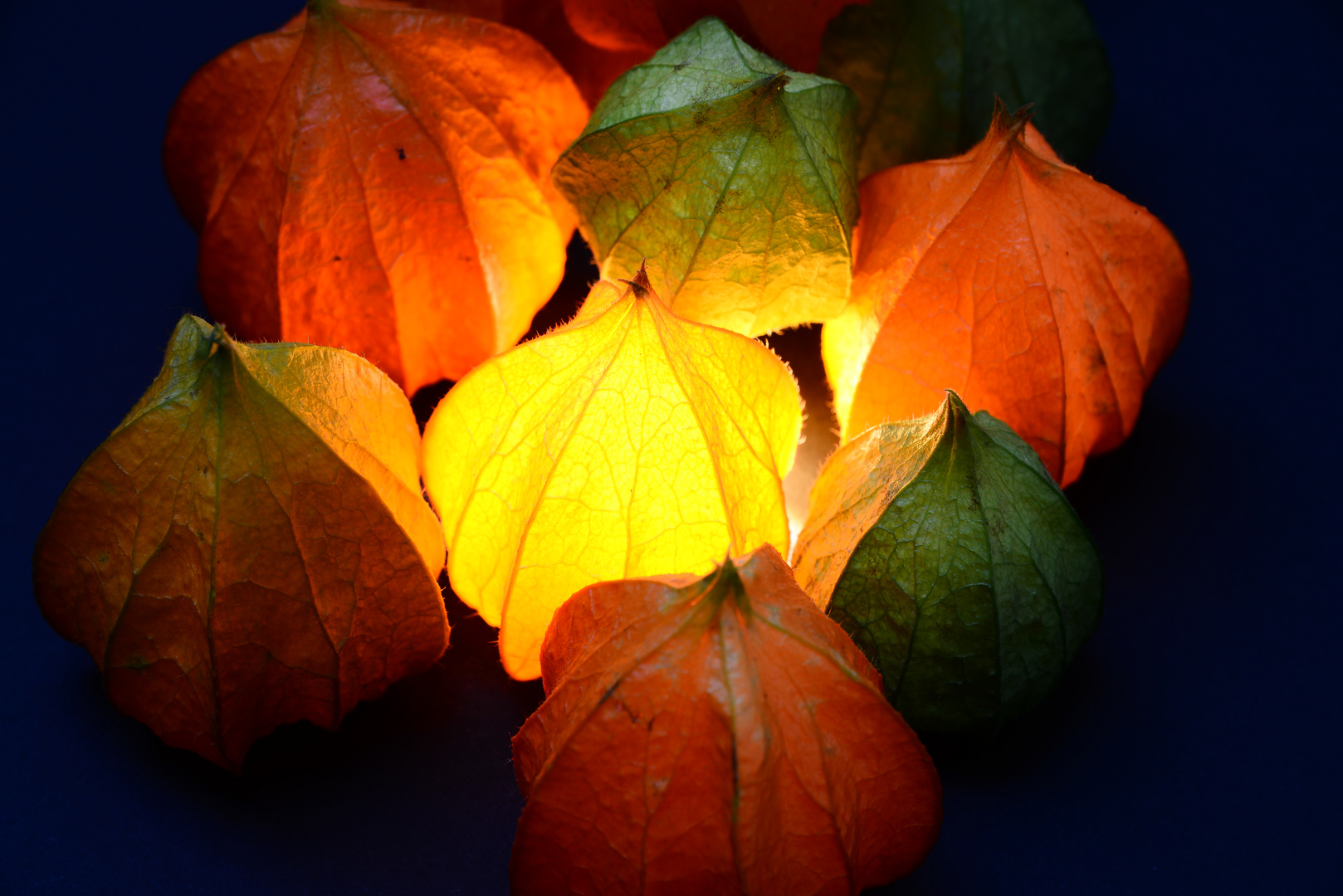 Physalis Franchetti