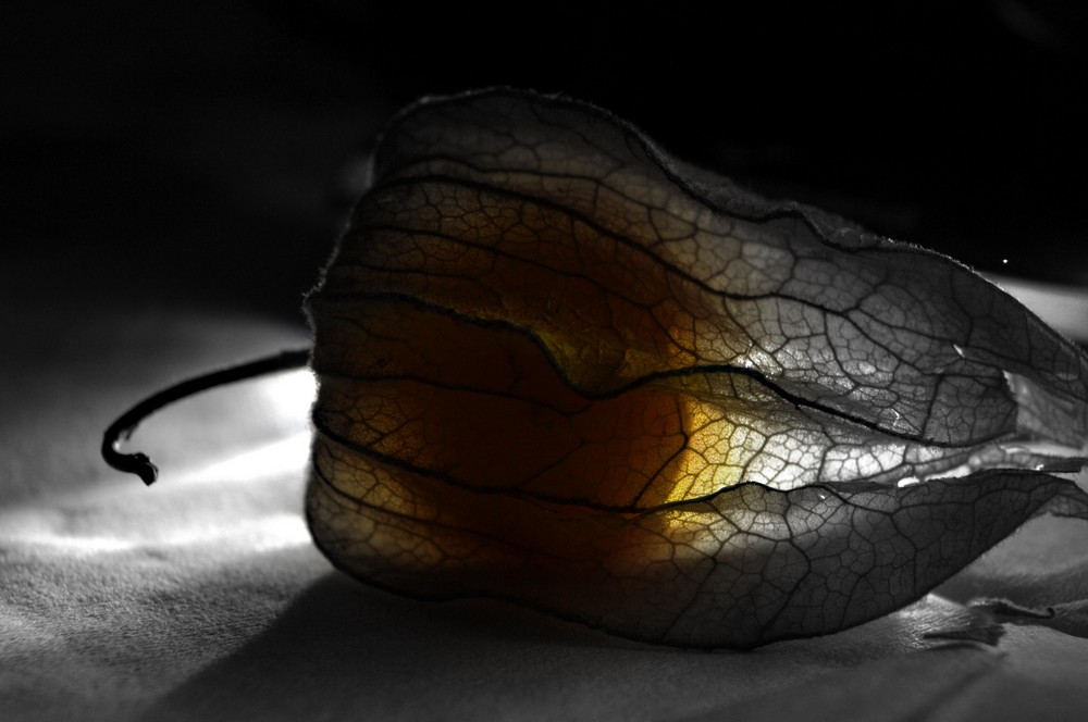 Physalis - Frucht