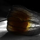 Physalis - Frucht