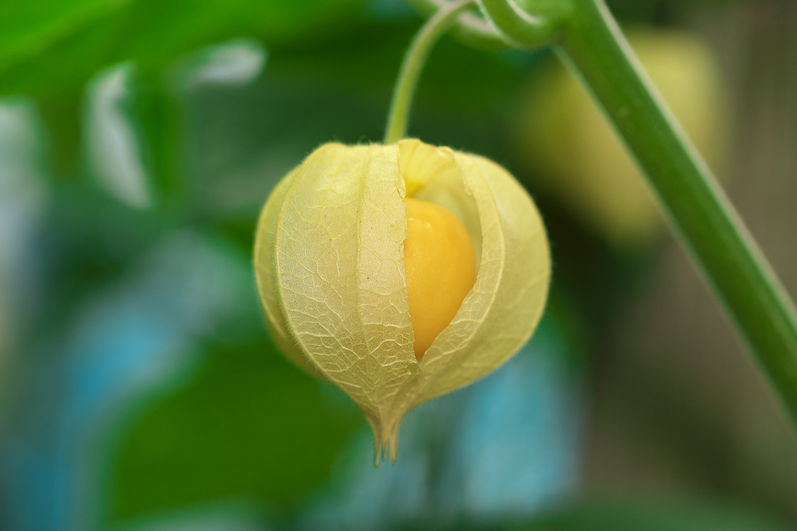 Physalis-Frucht