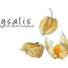 Physalis Fruit