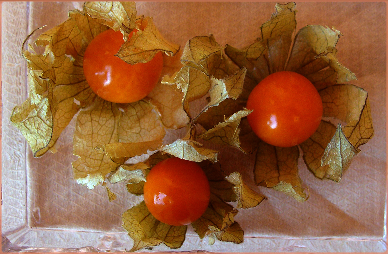 Physalis-für-Mittwoch