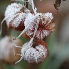 Physalis gefrostet