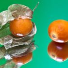 Physalis gespiegelt