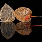 Physalis gespiegelt