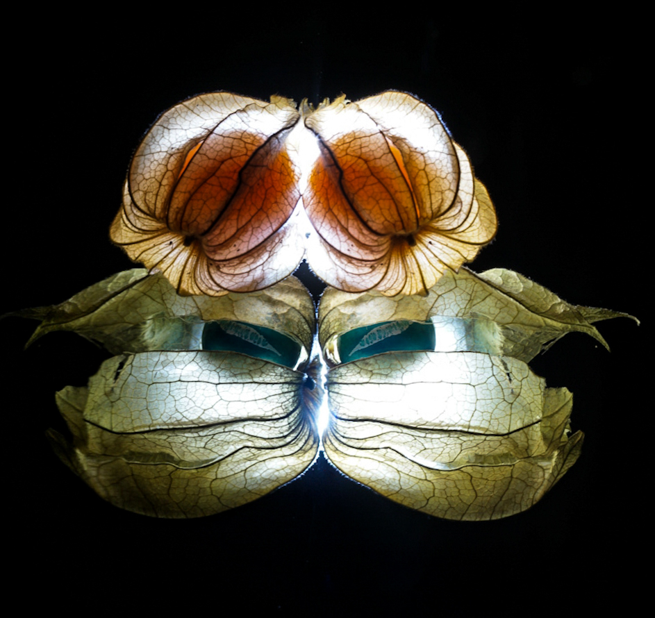 Physalis gespiegelt 