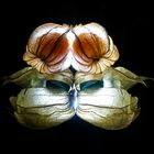 Physalis gespiegelt 