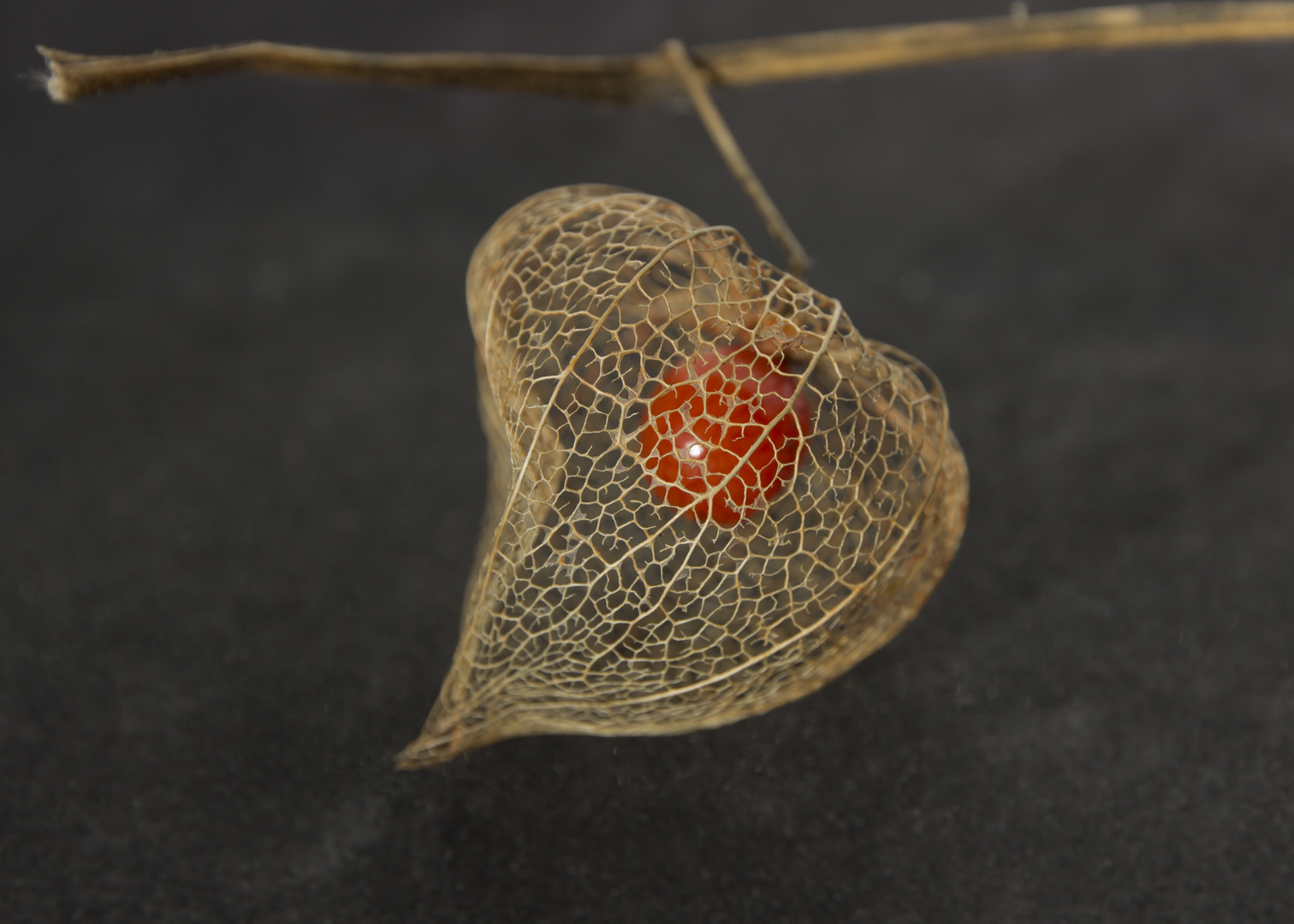 Physalis Herzchen