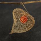 Physalis Herzchen