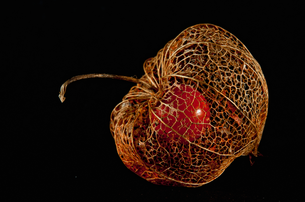 Physalis I