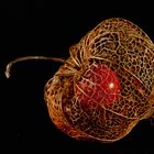 Physalis I