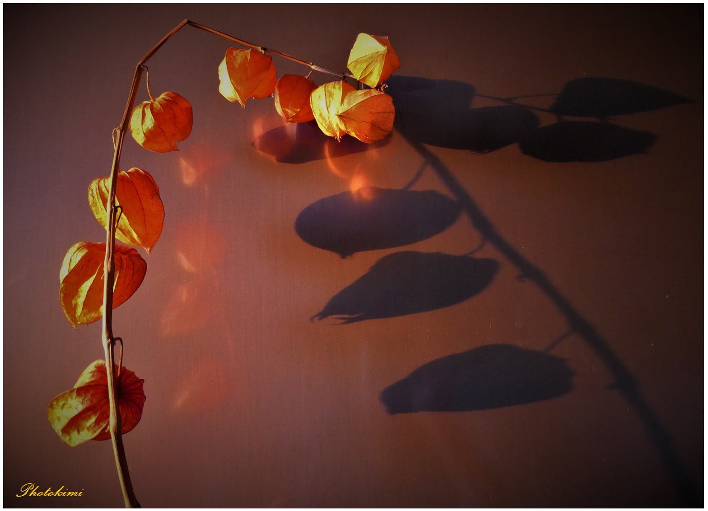 Physalis (I) im Licht der aufgehenden Sonne