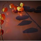 Physalis (I) im Licht der aufgehenden Sonne